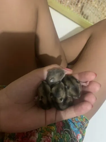 Hamster anao russo filhote