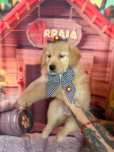 Golden Filhotes Fêmeas