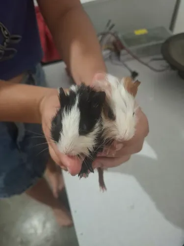 Porco da Índia 