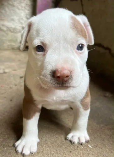 Pitbull original
