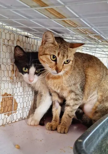Gatinhos CASTRADOS para adoção RESPONSÁVEL!