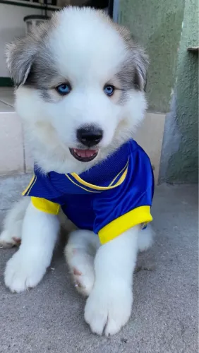 Husky siberiano macho 