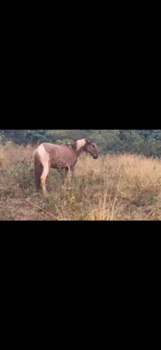 Dou cavalo