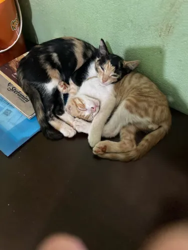 Doação