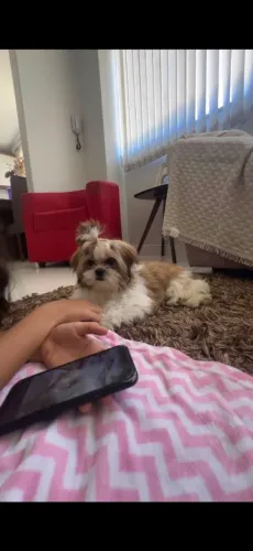 LINDA FILHOTE SHIH TZU - FÊMEA