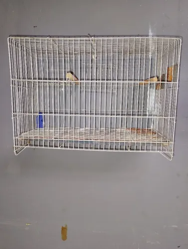 Gaiola pra passarinho 