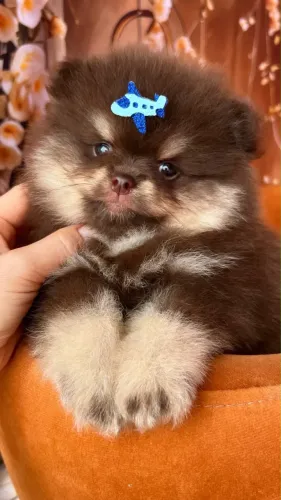 Filhotes Lulu Da Pomerânia - Spitz Alemão