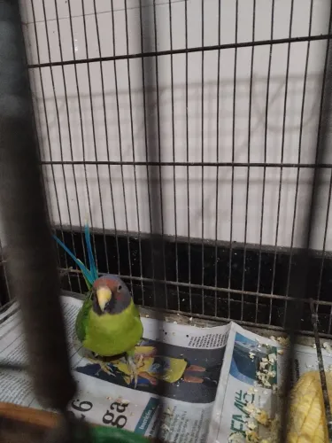 Gaiola pra reproduçao