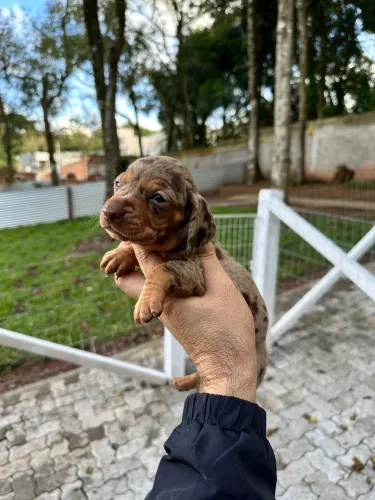 Filhotes de Dachshund disponiveis pra reserva