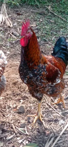 GSB, galinha sertanejo balão 