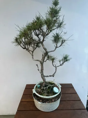Bonsai Pinheiro negro