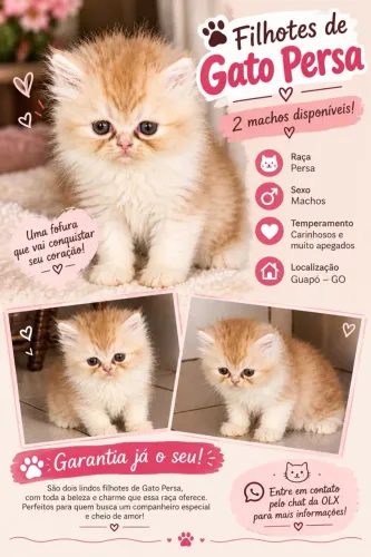 Filhotes de gato persa machos ?