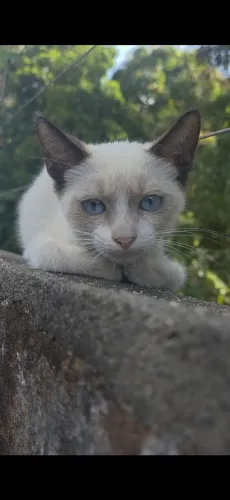 Gatinhos filhotes