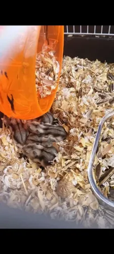Animais de estimação 