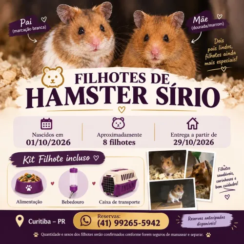 ? Filhotes de Hamster Sírio - Curitiba