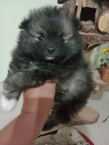 Spitz Alemão Anão, macho cor Laranja com Pedigree em 10x no cartão 