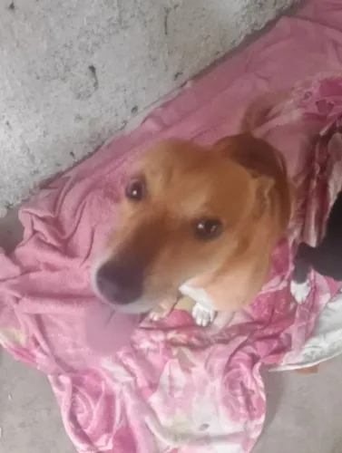 Doação de cachorros