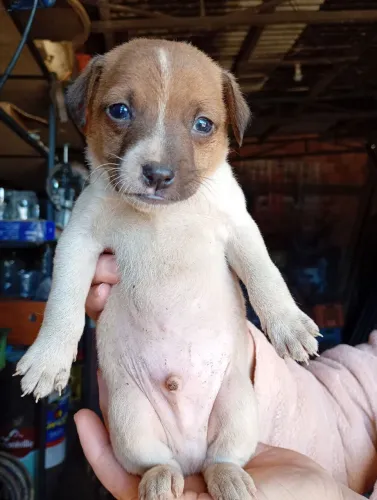 Doação de cachorros