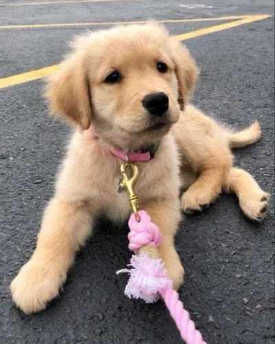Princesinha bebê de Golden retriever fêmea 