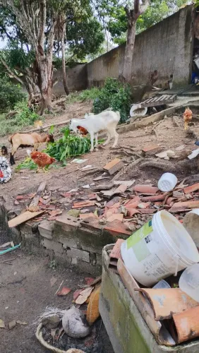 Cabrito