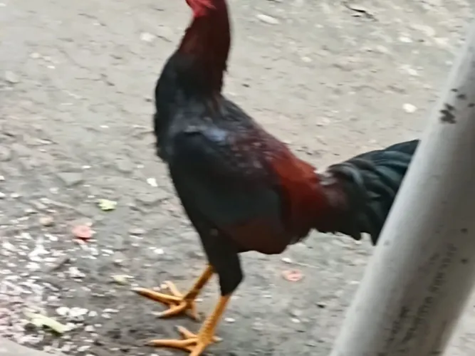 Vendo dois galos 100 cada um e um frango por 40