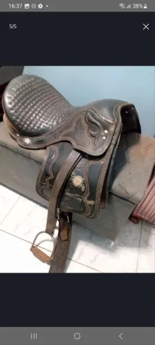 Cela de vaquejada 