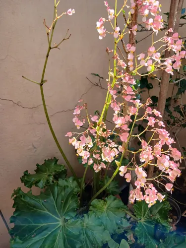 Plantas ornamentais