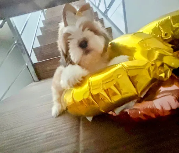 Lindos Bebezinhos Esmeralda Shih tzu Boo&Xum