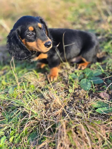 Dachshund pelo longo mini