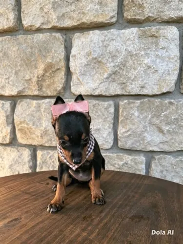 Pinscher fêmea