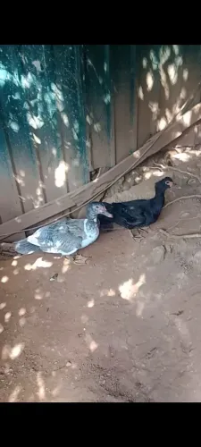 Casal de patos