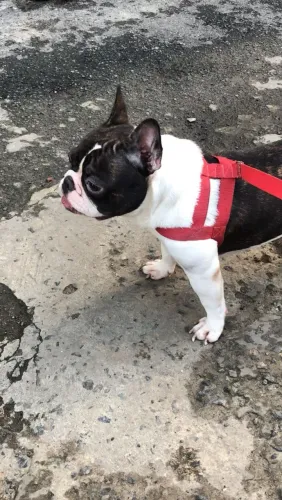 Vendo uma budogue francês no cio, ela tem 2 anos nunca pariu