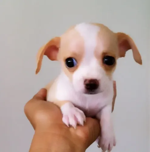 pinscher x chihuahua 