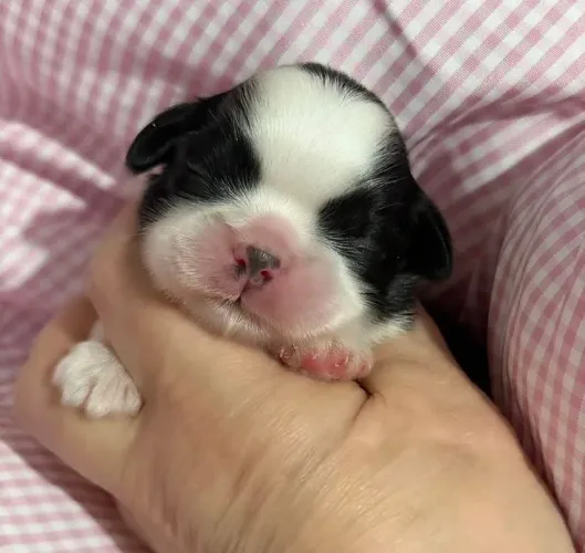 Filhote de Shih Tzu Macho