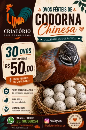 Ovos ferteis codorna chinesa