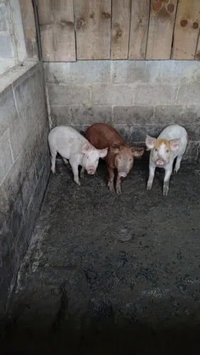 Venda de leitão 
