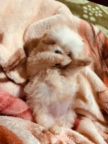Vende-se shih tzu