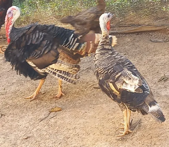 CASAL DE PERU ADULTO BOTANDO 