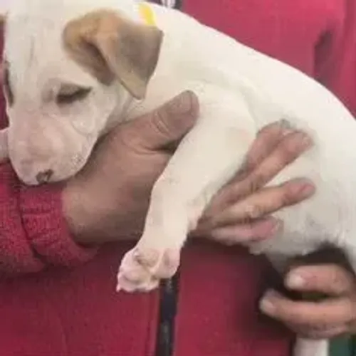 Bull Terrier,Bull Terrier Filhote Saudável Excelente Companhia