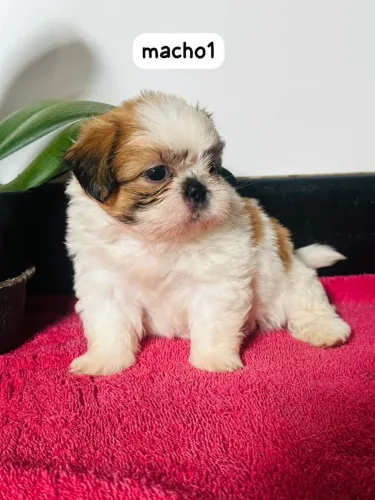Três machos da raça Shih-Tzu disponível