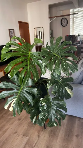 Monstera Thai Constellation grande