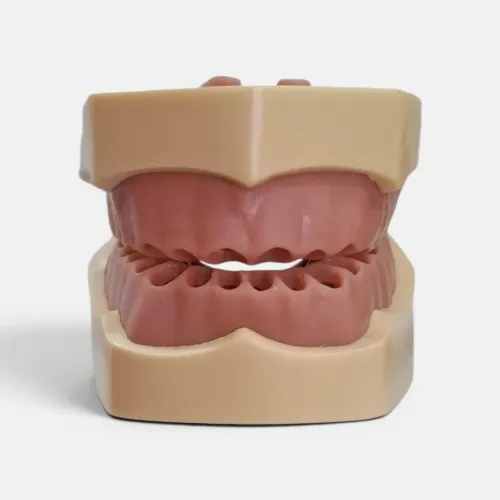 Manequim Odontológico para Endodontia MOM