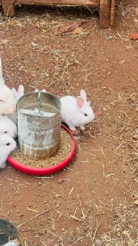 Coelhos 