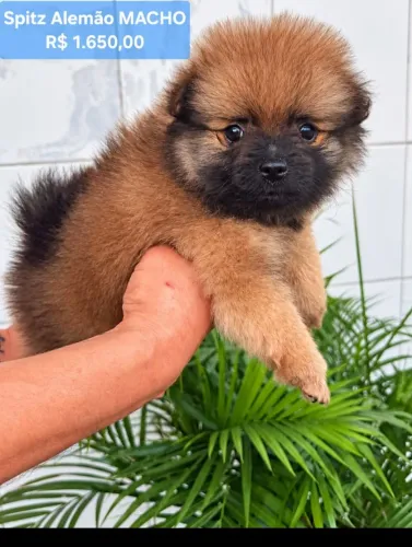 Filhote MACHO de Spitz Alemão mine/Lulu da Pomerânia.