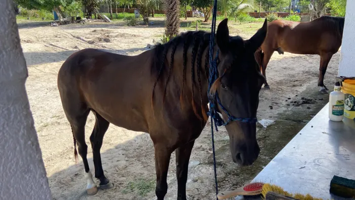Cavalo mangalarga 