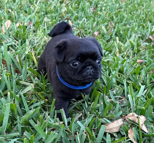 Filhote pug, Quem resiste a um olhar carinhoso e um rabinho abanando?