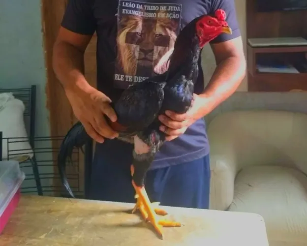 Vendo esse frango novo 10 meses