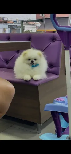 Lulu da Pomerania disponível para Cruza / Cobertura