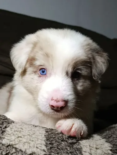 Border Collie 