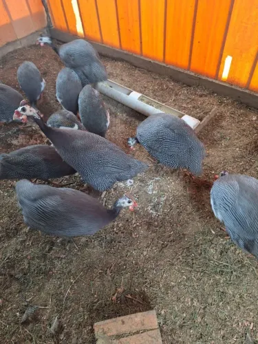 Picotes Macho (Galinha da Angola)